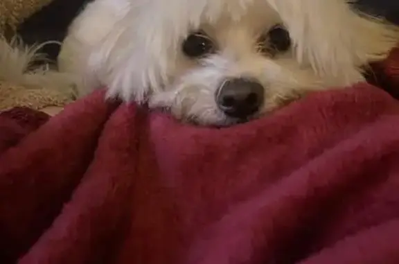 Se Busca: Maltés Blanco Perdido en Mexicali
