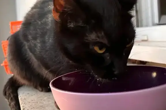 Chat trouvé , photo: Chat câlin trouvé sans collier à Cleurie
