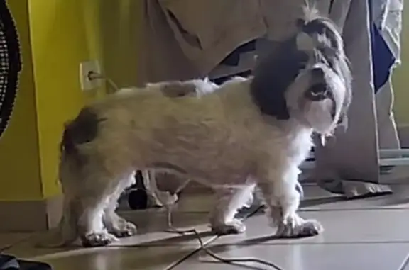 Cachorro perdido Fêmea (brl001926) - photo