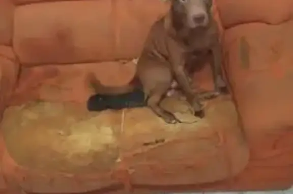 cachorro desaparecida