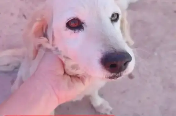 Perro Beige Perdido en Carrizales, Chimalhuacán