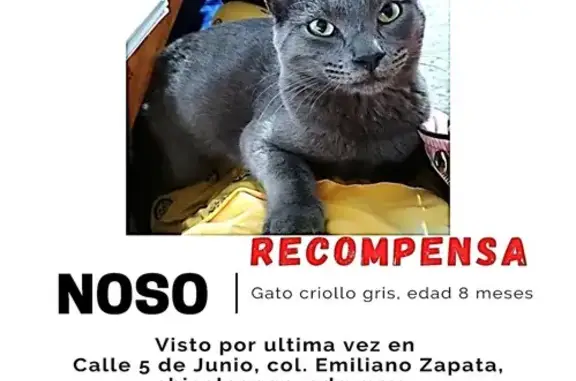 Gatito Gris Perdido en Chicoloapan - 5 Junio