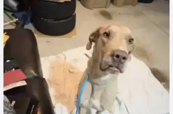 Found dog Suwanee, photo: Friendly Great Dane Found in Suwanee