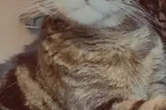 Lost and found pets , photo: Lost Tabby Bella: Gimpy Leg & Ear Tip