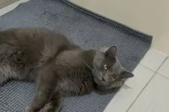 Lost Dark Grey Cat on Duff Street