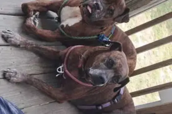 Lost Brindle Dog on Mornington Dr, CLT