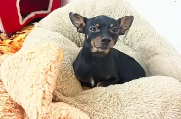 Lost Dog Bmo: Black with Brown Markings