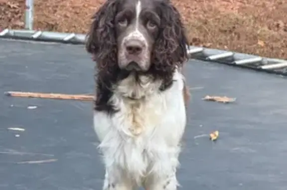 Missing dog Cartersville, photo: Lost Dog: Sweet Pup with Orange Collar
