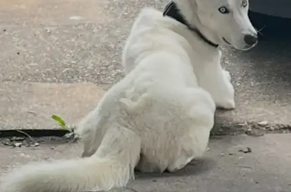 Lost White Husky with Blue Eyes in Houston
