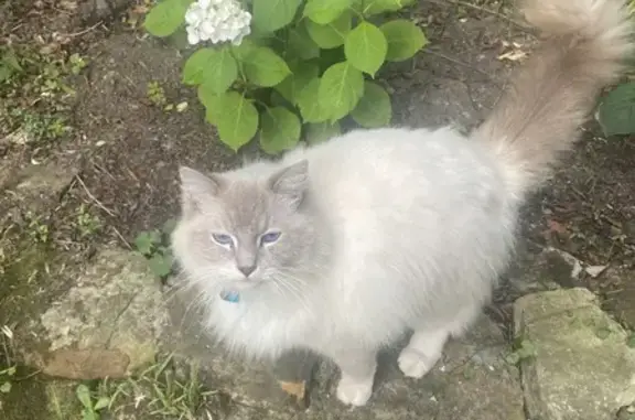 Missing cat Hornsby Shire, photo: Lost Ragdoll Cat: Blue Collar, Hornsby