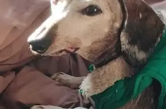 Perro Perdido: Suéter Verde en Coacalco