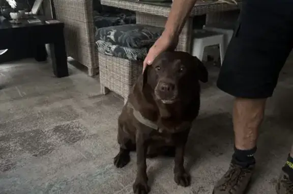 Found dog Sydney, photo: Found: Brown Dog on Magdala Rd, Sydney