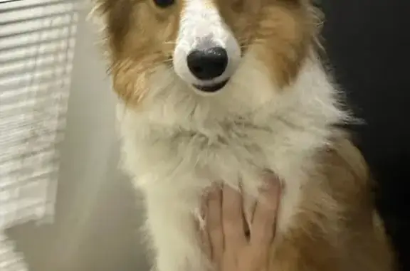 Found pets Burton, photo: Lost Sheltie: Brown/White, East Judd Rd