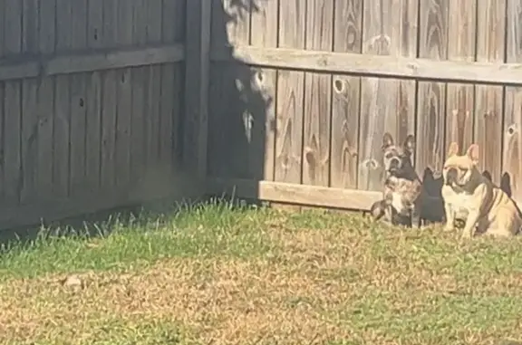 Lost pets Murfreesboro, photo: Lost Dog Near Amal Drive, Murfreesboro