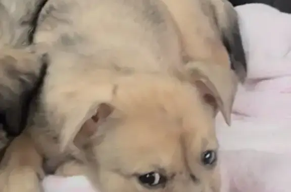 Lost Playful Dog on N. Maywood Drive