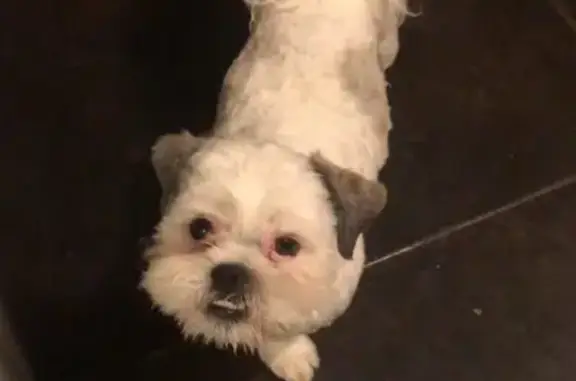 Lost White & Grey Dog in Del City - photo