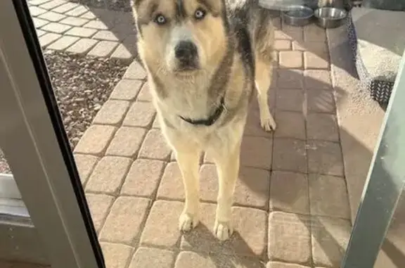 Found: Friendly Husky/Shepherd...