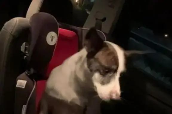 Lost Beagle Mix: Skittish but Sweet