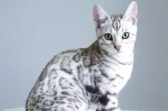 Lost Snow Leopard Cat: Contact Gail ASAP