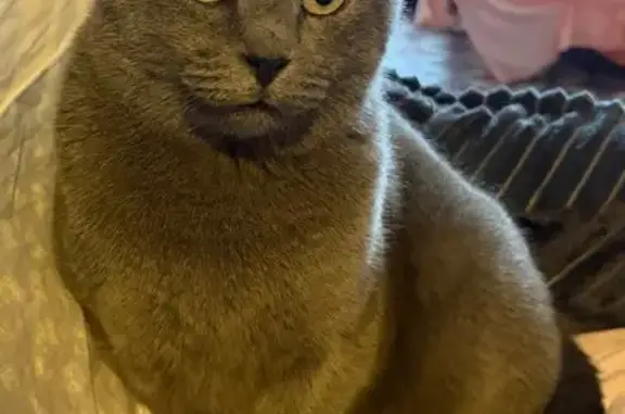 Chat perdu, , photo: Chat perdu sociable, oreille abîmée, RN
