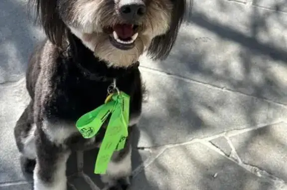 Lost pets Greater Geelong, photo: Escape Artist Poodle Mix on McKillop St!