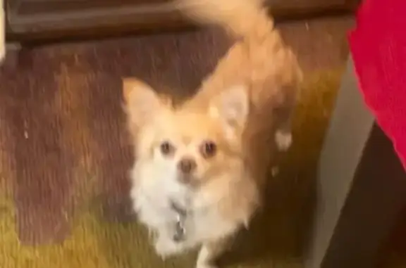 Lost Dog: Found on North Main St, Eloy