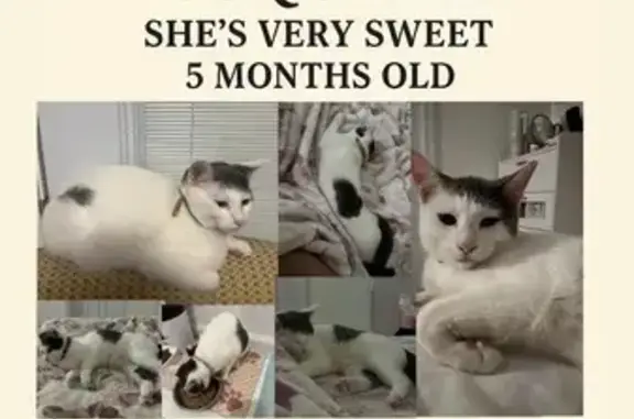 Missing: Sweet 5-Month-Old Cat in Virginia