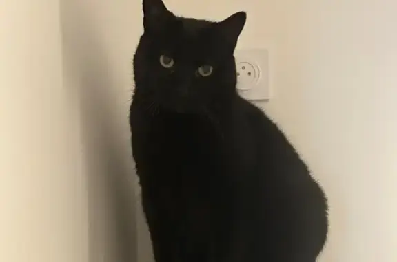 Chatte noire perdue à Cogolin - photo