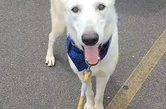 Lost White Dog: Blue/Gray Collar, Friendly - photo