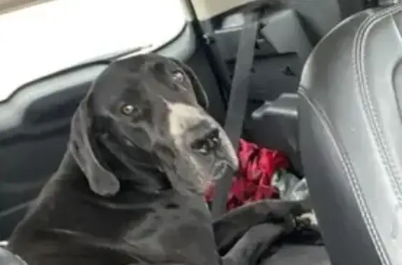 Lost Dog in Carencro: Sweet but Scared