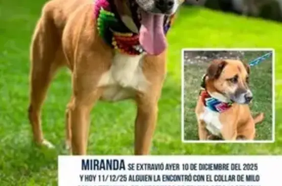 ¡Ayuda a encontrar a nuestra p...