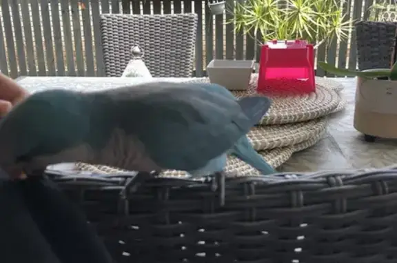 Found: Young Blue Monk Parakee...