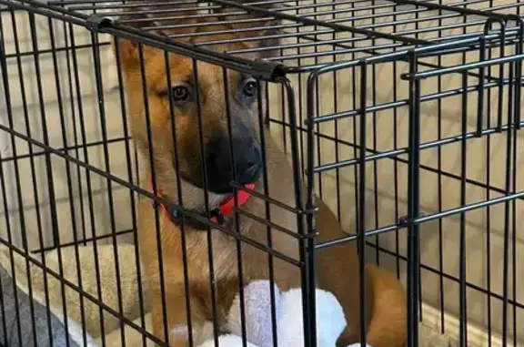 Lost Puppy: Maverick, Basking Ridge Drive