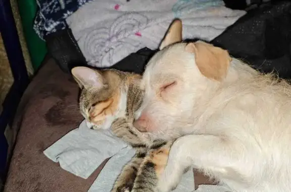 Chihuahua Cremita Perdido en Guadalajara