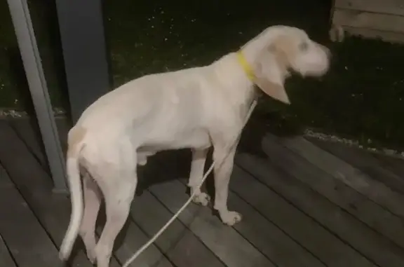 Animaux trouvés , photo: Chien de chasse mâle trouvé à Bernin