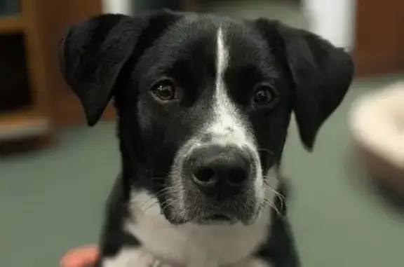 Lost Dog: Black & White Pit-Lab Mix Rio