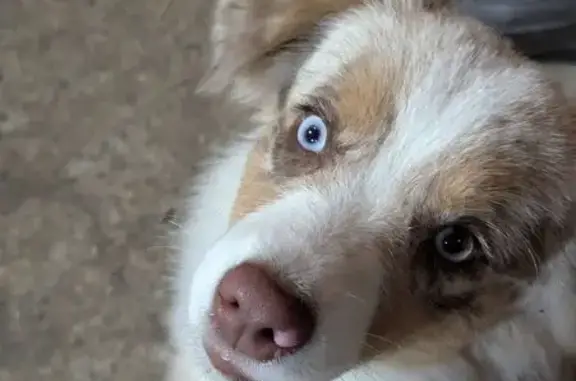 Lost: Stella, Red Merle Dog, Blue Eyes
