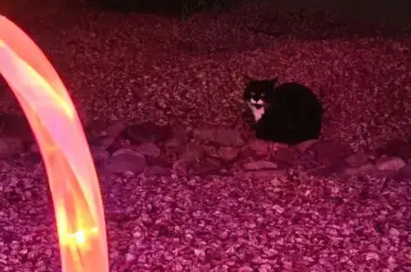 Found cat Queen Creek, photo: Skittish Cat Found on West Carlos Lane