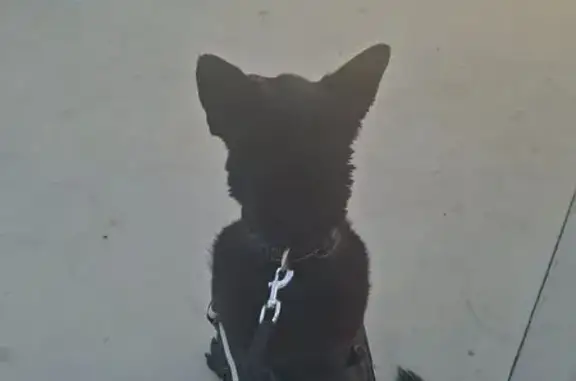 Lost: Black Shepherd Raven in Sydney Park