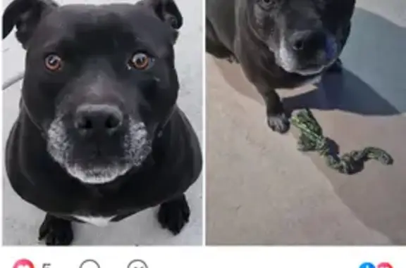 Lost Dog: Black with White Markings in Orange