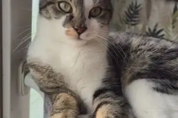 Chat perdu : 4 pattes blanches, pucé, Aire-sur-la-Lys - photo