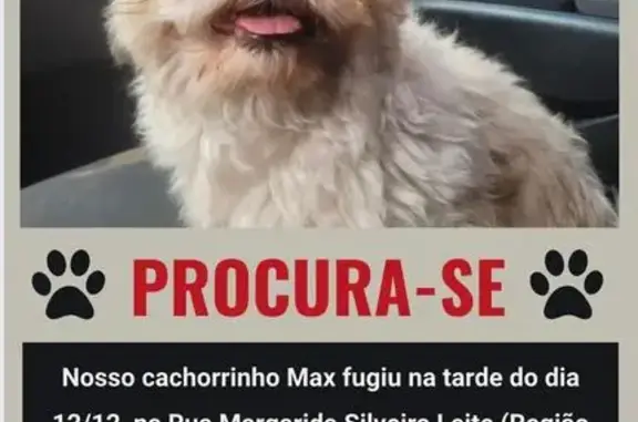 cachorro desaparecida