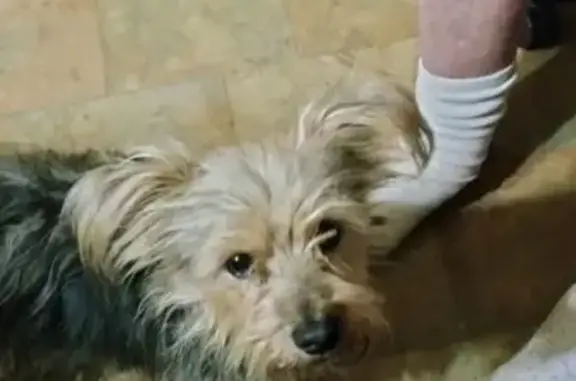 Lost Chorkie: Black & Silver i...