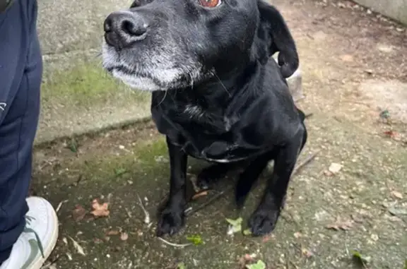Animaux trouvés , photo: Chien noir trouvé au Breil-sur-Mérize