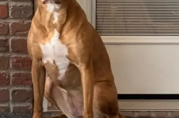 Lost Tan Dog: Nervous, No Coll...