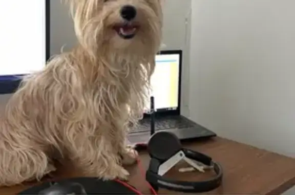 Lost 10lb Male Chihuahua-Yorkie Mix