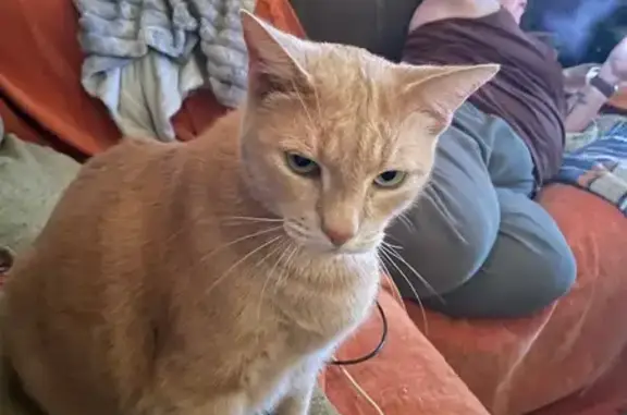 Lost Orange Cat 'Typhon' on Pinewood Dr