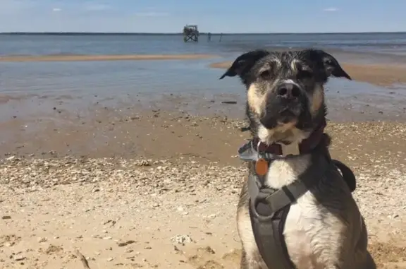 Help Find Mia: Missing Dog in...