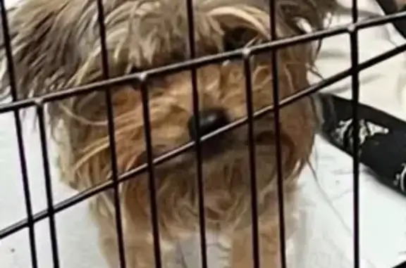 Lost Yorkie 'Rebel' in Sweater on 36th St