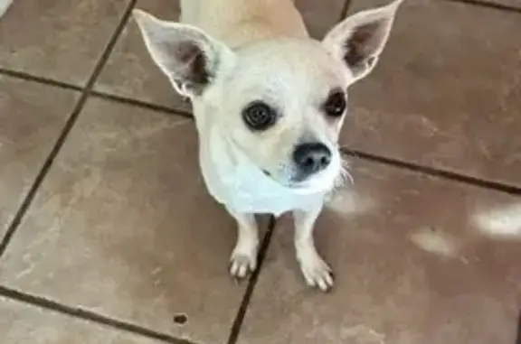 Lost: Fast, Quiet Chihuahua in Beebe
